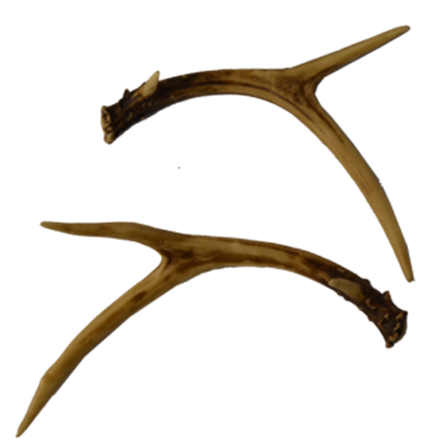 Whitetail Deer Antlers Set (2 Pack) Lifelike Faux Resin, Rustic Lodge Home Décor, Decorative Crafts, Wedding Centerpiece, Table Top Decoration, Coffee Table Decor